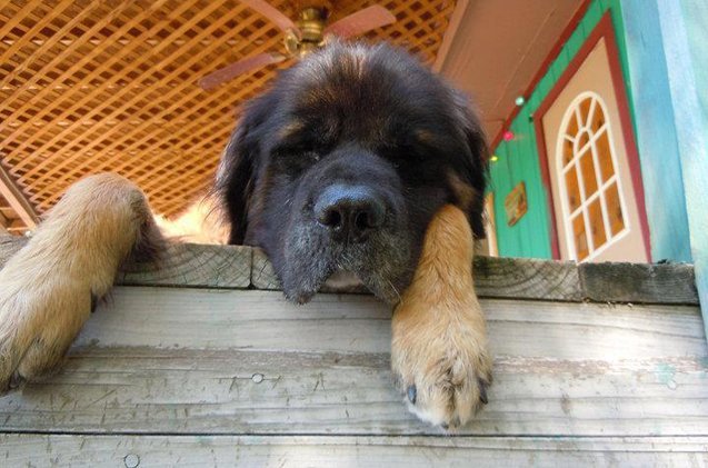Bernese Mountain Dog Mastiff Mix Puppy